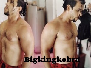 Bigkingkobra